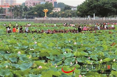 ▲桥头莲湖第二批荷花已竞相绽放，再次迎来盛花期 通讯员 赖燕芳 邵锦烺 供图