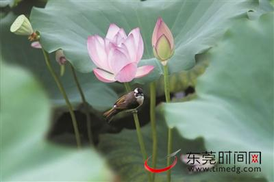 ▲企石江边村，鸟儿在荷花丛中觅食 印象企石供图