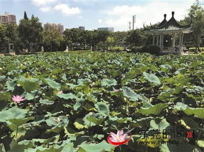 ▲虎门公园荷塘 通讯员 赖燕芳 供图
