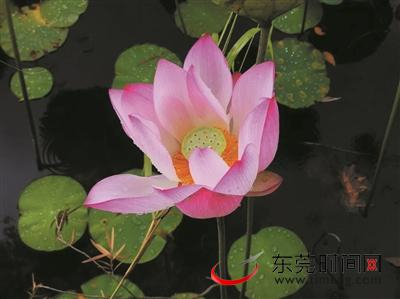 ▲粤晖园里的荷花美艳动人 粤晖园供图