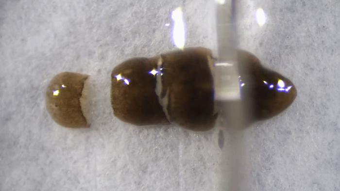 “大卸八块”都能再生的神奇涡虫，它是怎么做到的？