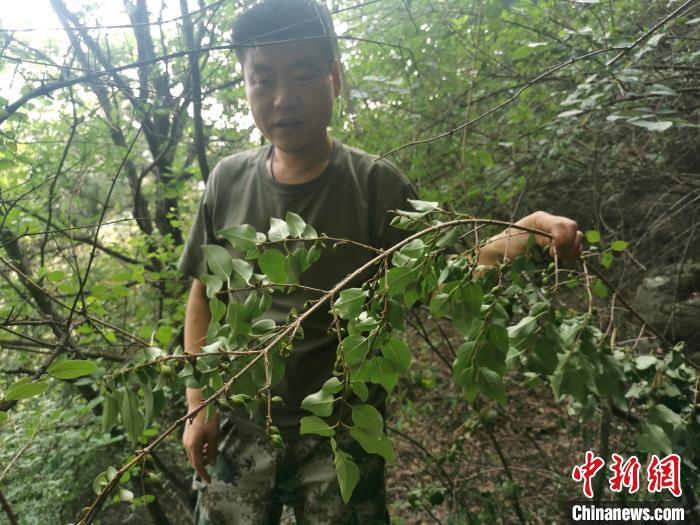 刘明华在山里查看连翘。　杨杰英 摄