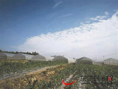 ▲揭西县乡新村菜仔园生态农业项目 万江供图