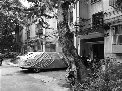 　　小区内有不少大树，树冠宽大，好多树上了年纪。 徐昇 摄