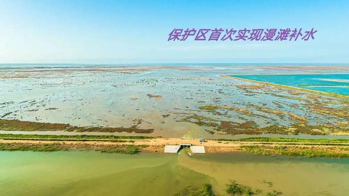 "齐"心"鲁"力 | 黄河三角洲自然保护区湿地生态补水量首次突破1亿立方米