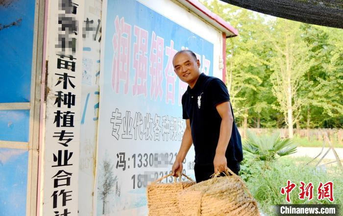 冯波复员回乡创业，经营银杏苗木。　朱志庚 摄