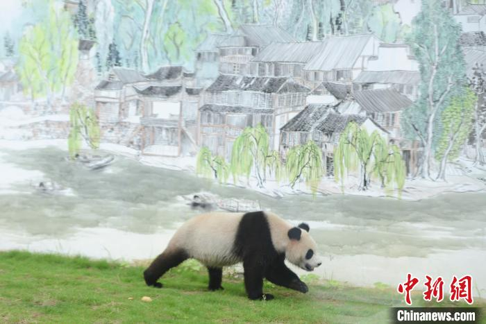 熊猫“京宝”在画有凤凰古城吊脚楼的壁画前行走。　杨华峰 摄