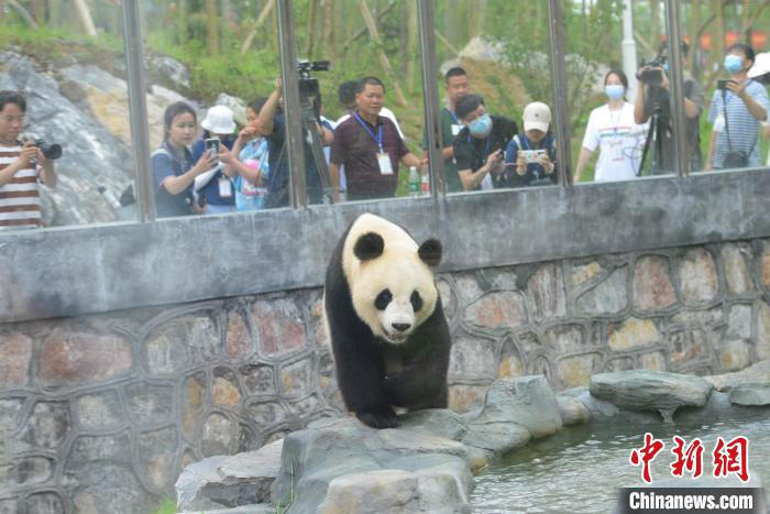 游人与记者拍摄熊猫“龙昇”。　杨华峰　摄