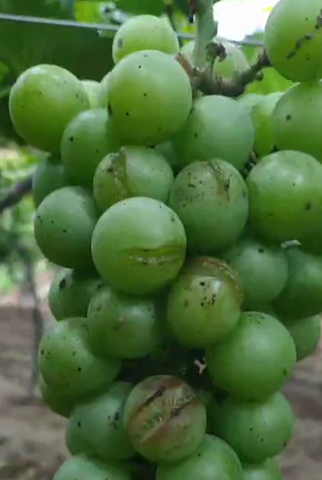 咧开嘴的葡萄（受访者供图）