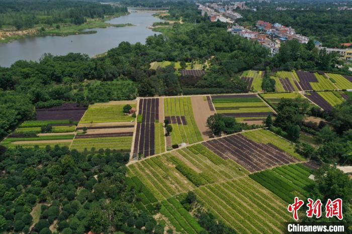 茶农正在忙碌地采摘茶叶。潢川县委宣传部供图