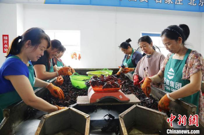     在小龙虾交易市场内，工人们正在为小龙虾进行分拣工作。 潢川县委宣传部供图