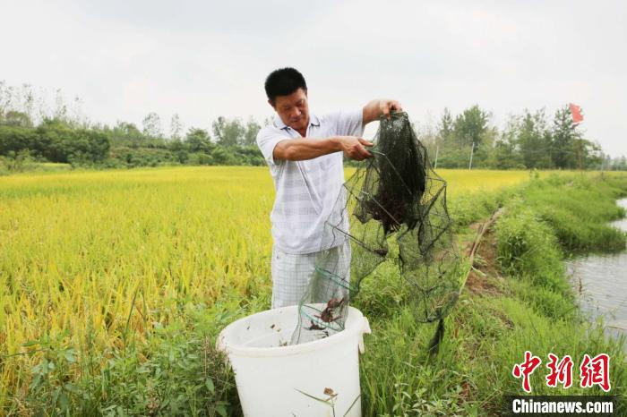 “稻虾共作”收获捕捞的小龙虾。潢川县委宣传部供图