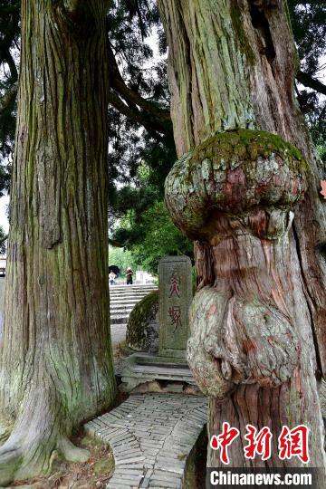 图为7月21日，鲤鱼溪鱼冢前有两棵古柳杉，人称“鸳鸯树”，两树之间立着一块石碑，上书“鱼塚”二字，是全世界独一无二的鱼陵。　张斌 摄