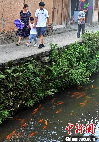 图为7月21日，鲤鱼溪以神奇的风韵和独特的文化吸引了许多慕名而来的游客，成为蜚声八闽的观鱼胜景。　张斌 摄