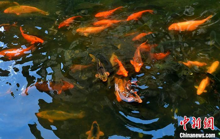 图为7月21日，鲤鱼在周宁县浦源村鲤鱼溪内畅游。　张斌 摄