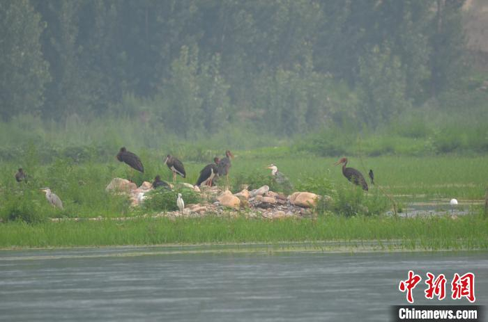 据介绍，亚成黑鹳脖子羽毛颜色发灰。　高琼 摄