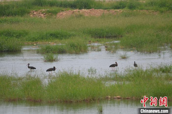 图为黑鹳在栖息觅食。　高琼 摄
