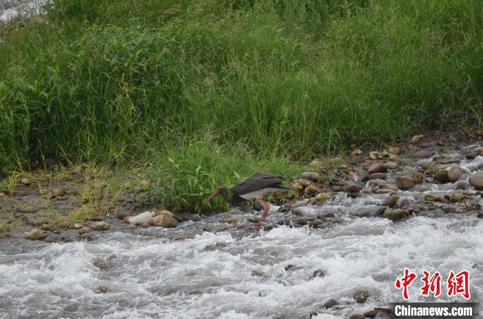 图为黑鹳在觅食。　高琼 摄