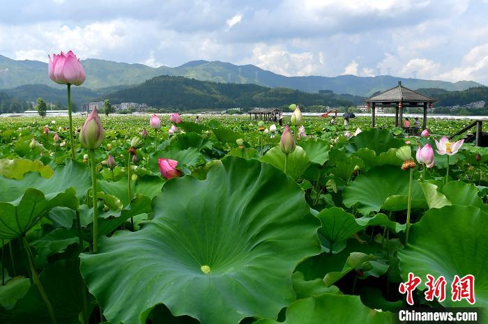 图为7月21日，浦源村鲤鱼溪公园内荷花盛开，吸引游人前来观赏。　张斌 摄