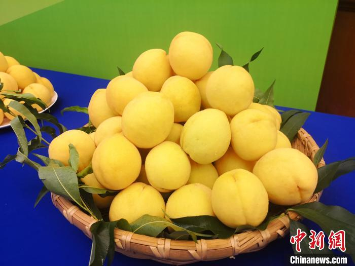     炎陵黄桃。　刘曼　摄