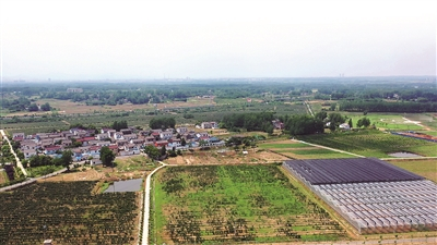  图仪征黑莓种植基地。仪 宣摄