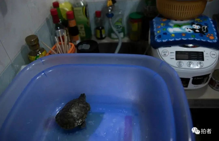 ▲狭小的厨房里，黄凤儿子养的小乌龟被安置在一个很大的塑料盆里，电饭煲上盖着一块用来遮灰的手帕。