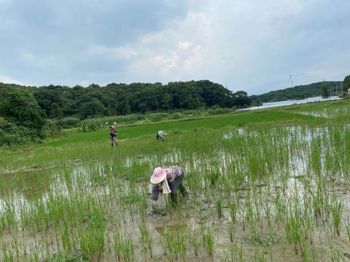 ▲7月19日，村民在未被淹没的农田继续插秧。新京报记者 肖薇薇 摄