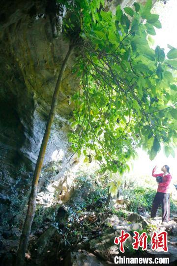 “皇帝洞”洞口的一株树木碰到洞顶石壁之后，树枝悉数朝外生长。　王晓斌 摄