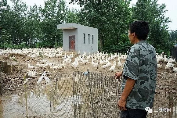 王玉敏和他的幸存的2000多只鹅。摄影：何香奕