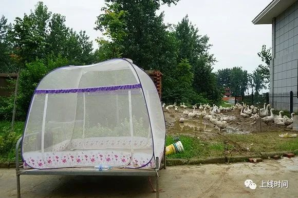 王玉敏住在鹅圈旁。摄影：何香奕
