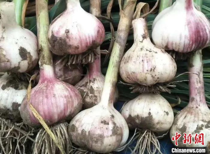 图为刚出土的大蒜。(资料图) 王焕龙 摄