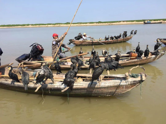 ▲禁湖之前，湖面上会有年纪较大的渔民使用鸬鹚这样比较古老的捕鱼方式。受访者供图