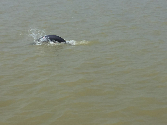 ▲今年4月，巡护队员在鄱阳湖龙口水域观察到江豚身影。图源/受访者