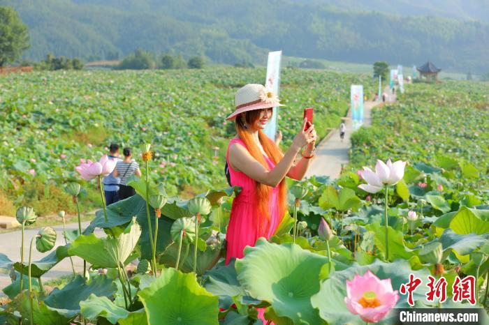 游客们流连于全国面积最大的梯田莲海。　肖开涯 摄