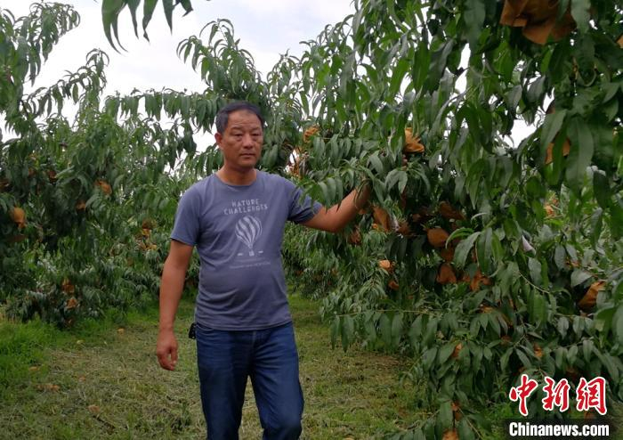 雨过天晴后，村支部书记郝其选在果农桃园里巡查积水情况。　朱志庚 摄