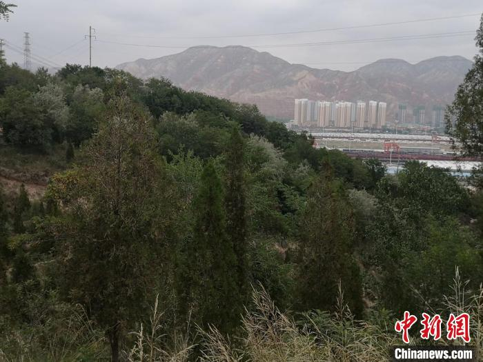 图为经过两代人二十年的植树造绿，7月下旬，昔日连草都不长的荒山变得郁郁葱葱。　杜萍 摄