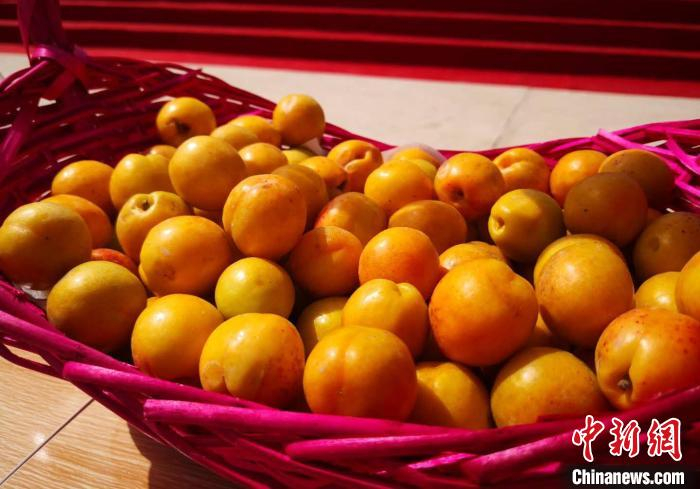金佛寺镇地处祁连山脚下，发展林果产业具有得天独厚的自然条件和区位优势，当地已发展培育出十余种杏子。　刘薛梅 摄
