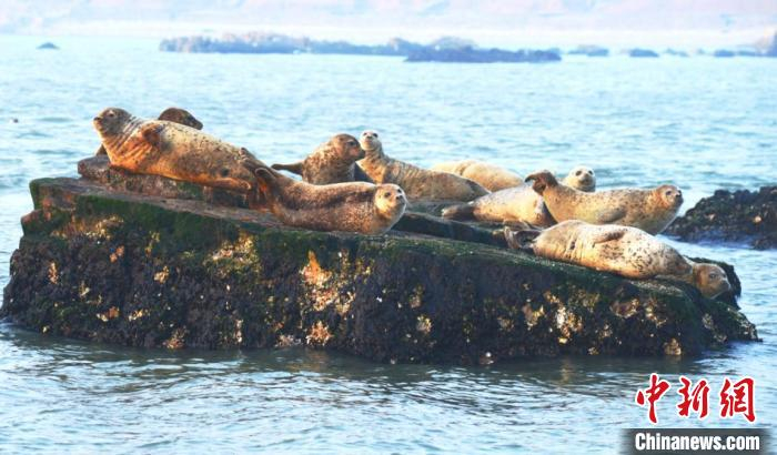 太平洋斑海豹 长岛宣传文化和旅游部供图