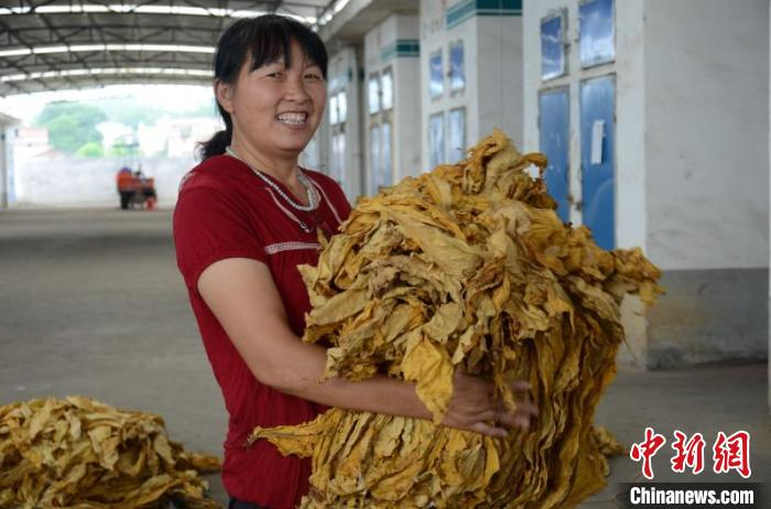 图为烟农喜获丰收。　林志华 摄