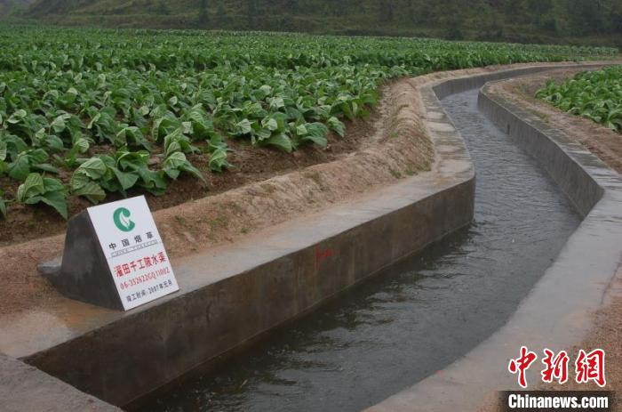 图为烟田间的水渠。　林志华 摄