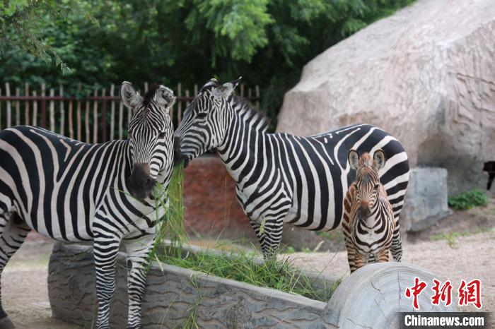 和斑马妈妈在一起的小斑马。龙沙动植物园提供
