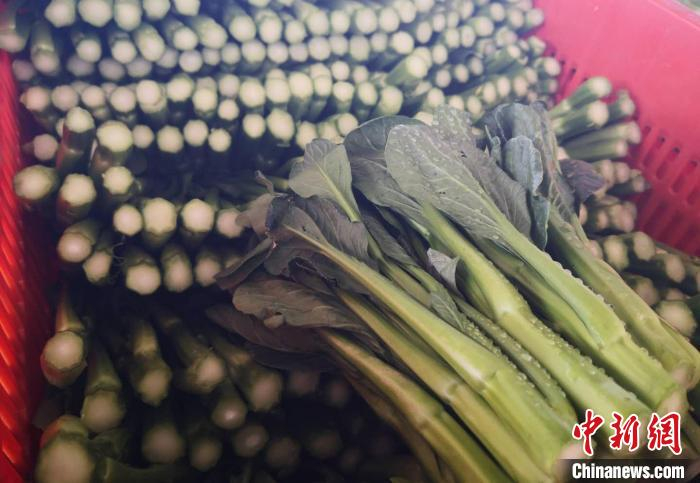 图为即将发往粤港澳市场的蔬菜。　刘薛梅 摄