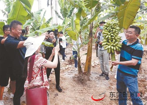 ■7月10日，“寻味东莞”美食探访之旅活动举行，陈晓卿等节目主创团队成员、美食顾问等来莞品尝东莞地道风味，探秘制作技艺。图为在参观麻涌香蕉文化园 记者 蓝业佐 摄