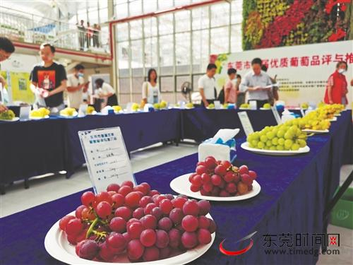 ■参选葡萄 市农科中心供图