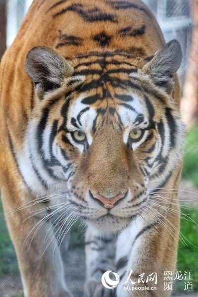 全球老虎日 东北虎豹国家公园管理局野生动物救护中心挂牌