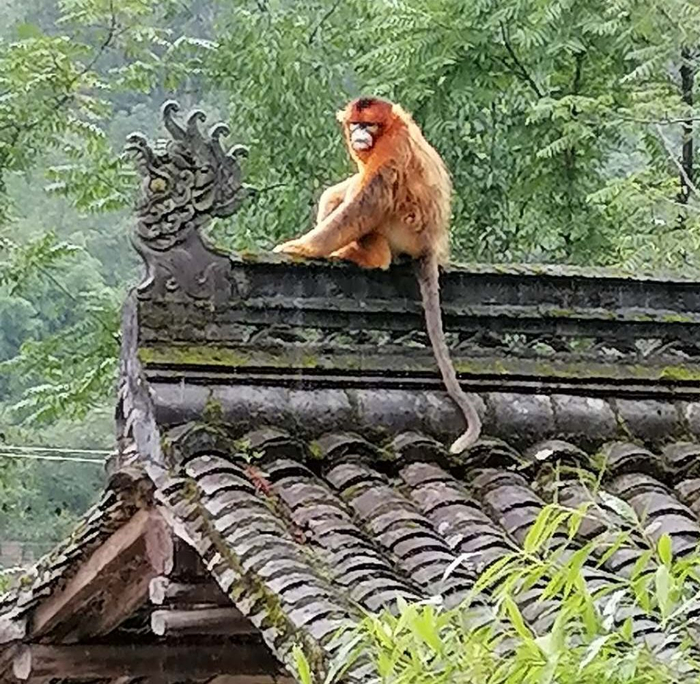 进村的金丝猴。受访者供图