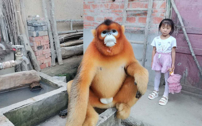 金丝猴面对镜头一点儿也不害怕。受访者供图