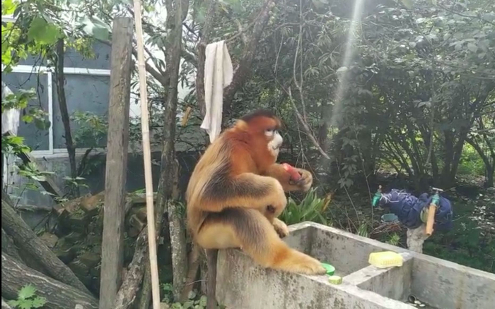 金丝猴正坐着吃东西。受访者供图