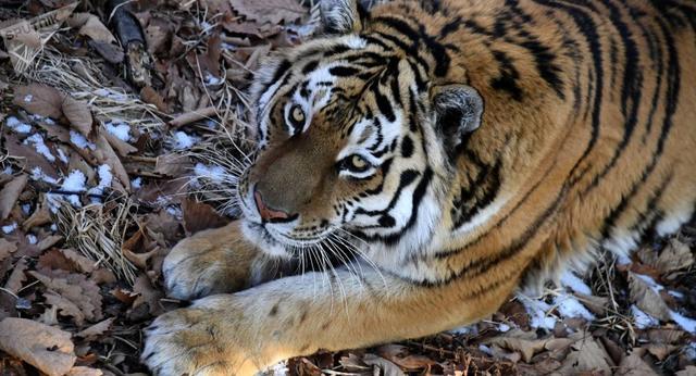 俄野生动物园为网红阿穆尔虎找到两个监护人