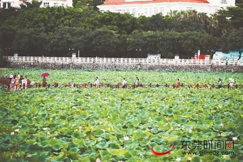 ■桥头荷花节已经举办了17届，成为桥头独具特色的一张文化名片 记者 郑家雄 摄